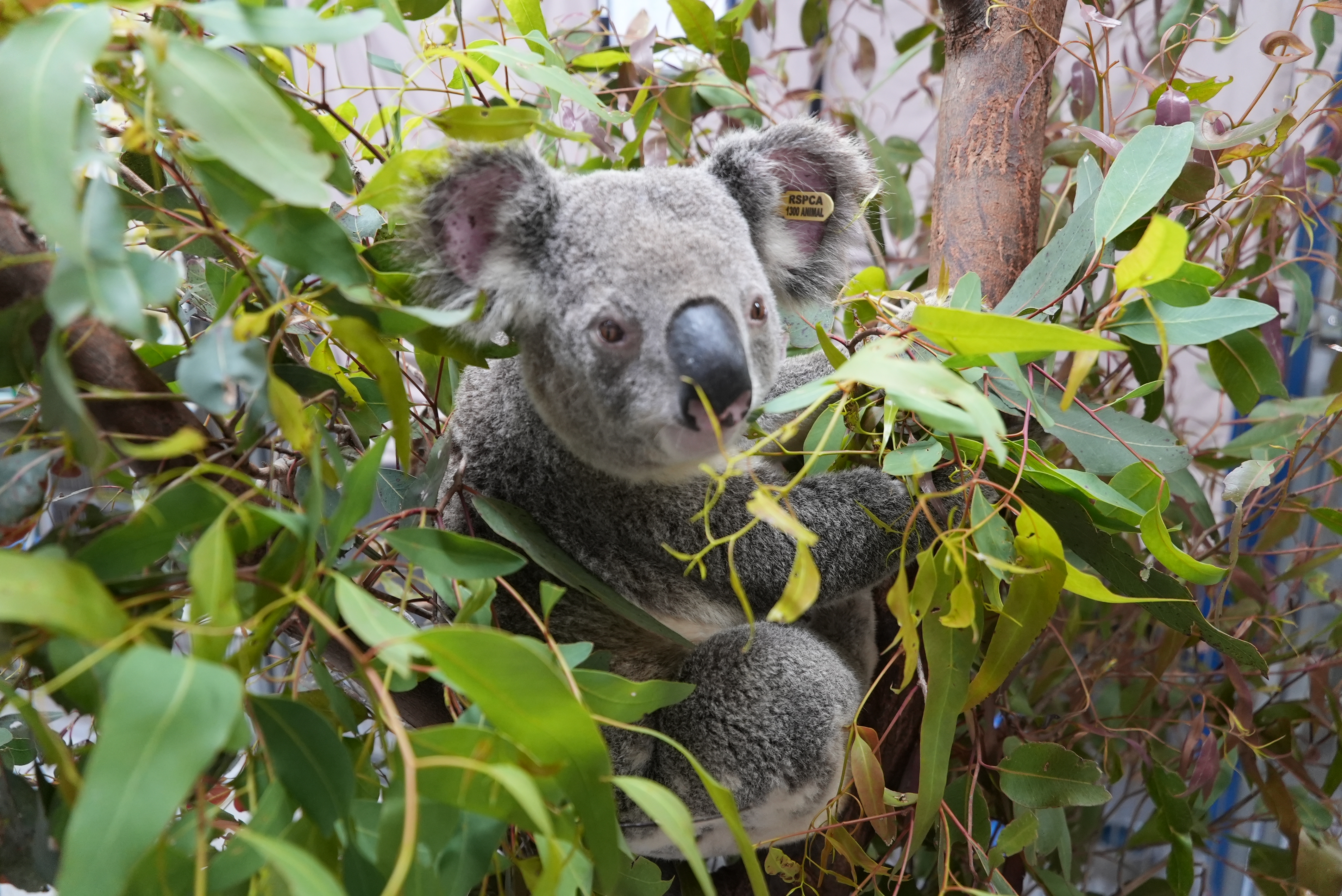 LNP to deliver a world-class Wildlife Centre of Excellence for Redlands